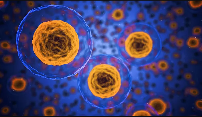 Pluricell Biotech: Inovação em Medicina Regenerativa com Células-Tronco