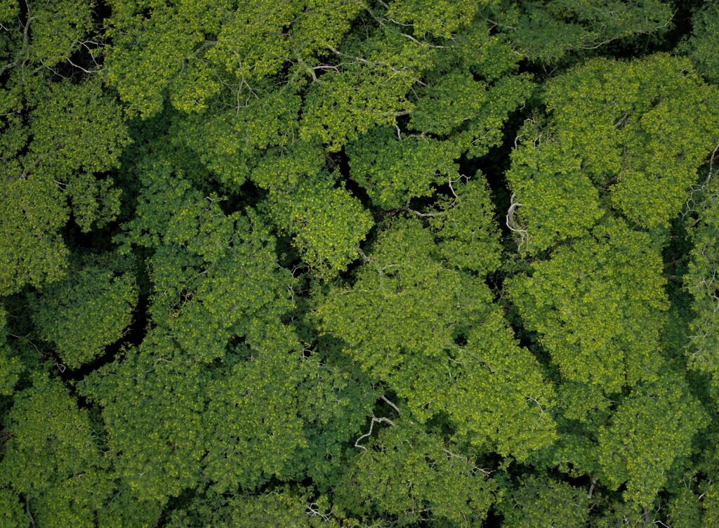 Vista aérea de uma floresta tropical densa, com copas de árvores verdes e fechadas, representando a biodiversidade e a riqueza dos ecossistemas naturais.