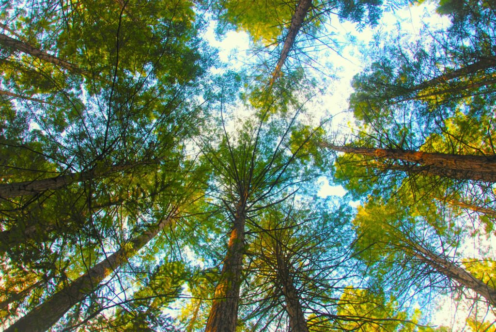 Vista de copa de árvores em floresta, simbolizando equilíbrio ambiental e soluções naturais contra as mudanças climáticas.